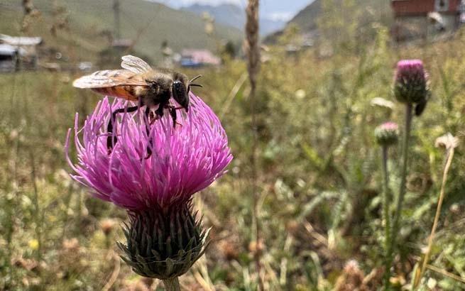 12 mühür tek tek açıldı: Burada kuş sütü bile var 12 mühür tek tek açıldı: Burada kuş sütü bile var