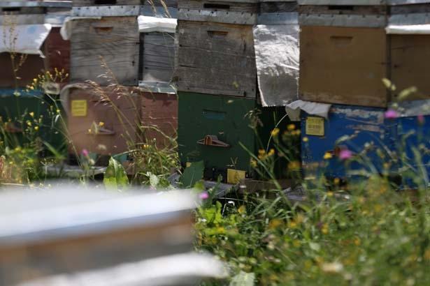 ANZER BELKİ DE YILLARDIR HİÇ ULAŞMADIĞI BİR REKOLTEYE SAHİP ANZER BELKİ DE YILLARDIR HİÇ ULAŞMADIĞI BİR REKOLTEYE SAHİP