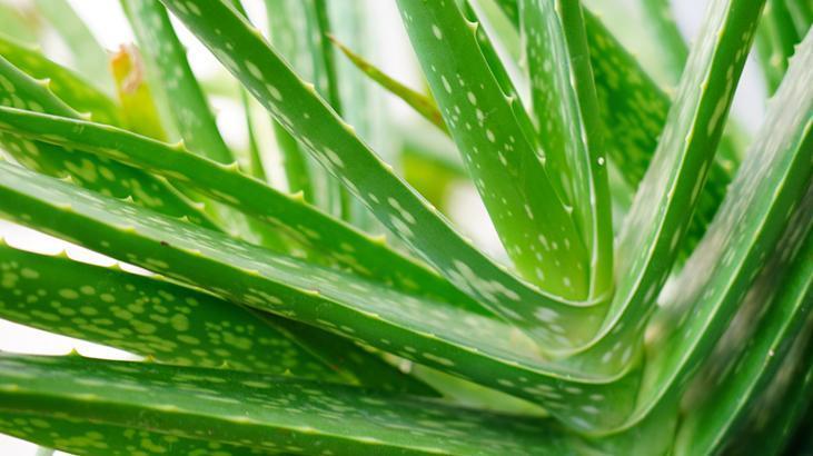 3- Aloe Vera 3- Aloe Vera