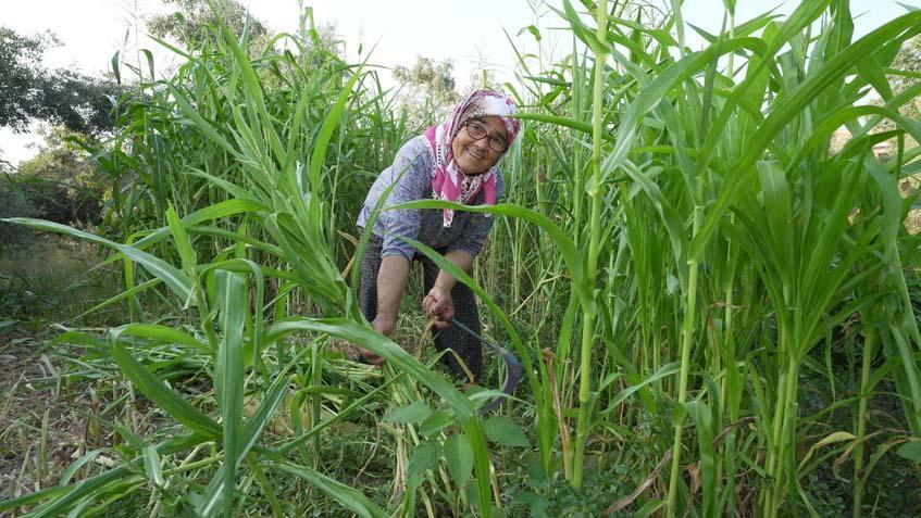 Katmer böreğiyle başladı, yarışma şampiyonu oldu İşte 74 yaşındaki fenomen ‘Günay Teyzenin hayatı…