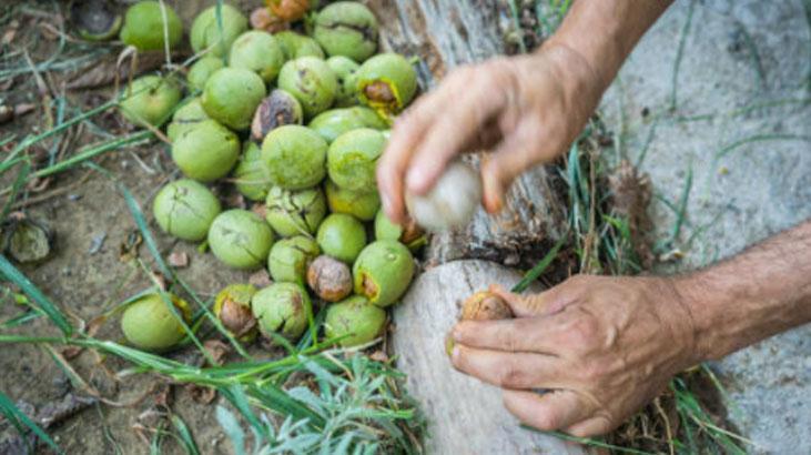 Ahşaptaki çiziği cevizle yok edin 10 dakikada süper etki: 3 kez ovalamak yetiyor Ahşaptaki çiziği cevizle yok edin 10 dakikada süper etki: 3 kez ovalamak yetiyor