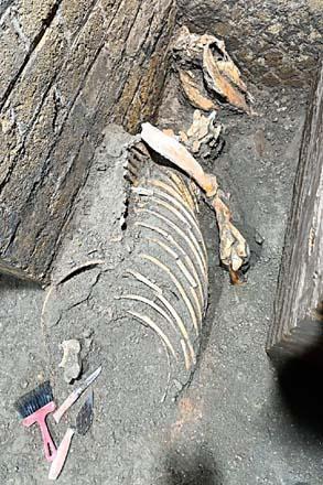 Pompeiide 79 yılındaki büyük yanardağ patlamasından sonra yaşam izleri bulundu