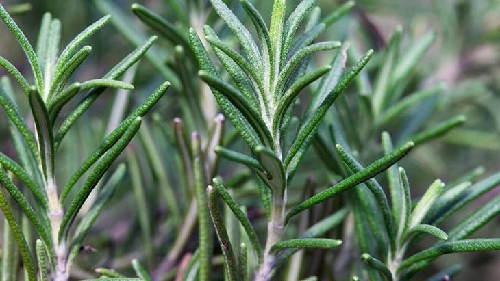 Kapının eşiğine bir tutam bırakın Romalıların bereket tüyosu, yüzyıllık gelenek