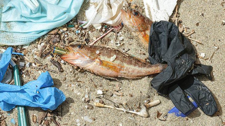Bir pil 600 bin litre suyu kirletiyor Doğaya karışan maddeler kanser yapıyor Bir pil 600 bin litre suyu kirletiyor Doğaya karışan maddeler kanser yapıyor