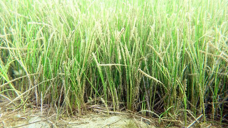 Marmara’nın gizli kahramanları Bu canlılar müsilaja karşı nefes oluyorlar