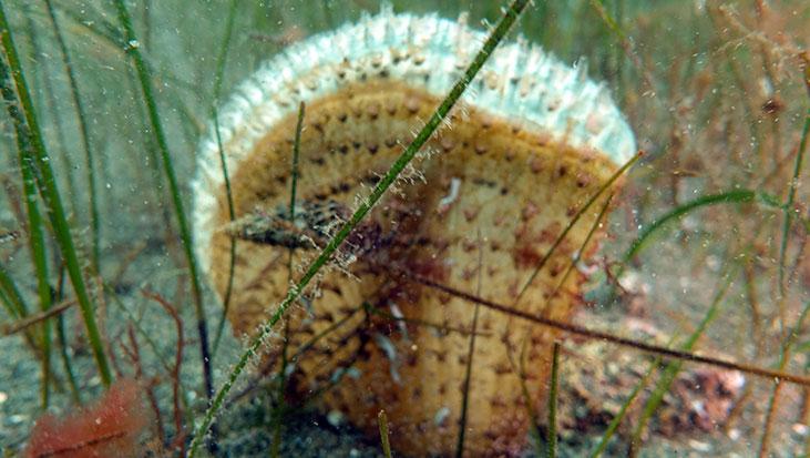 Marmara’nın gizli kahramanları Bu canlılar müsilaja karşı nefes oluyorlar