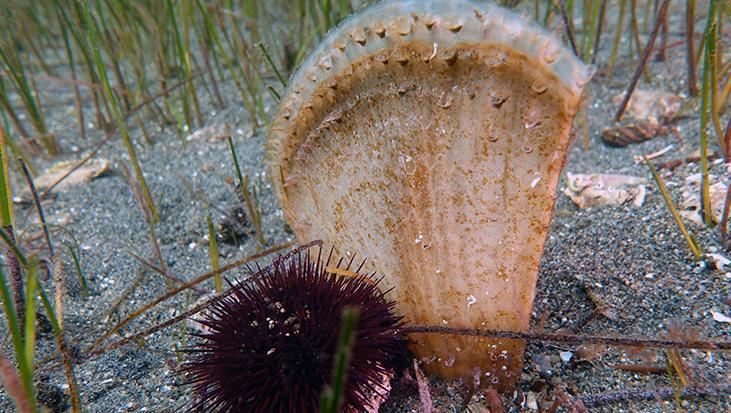 Marmara’nın gizli kahramanları Bu canlılar müsilaja karşı nefes oluyorlar