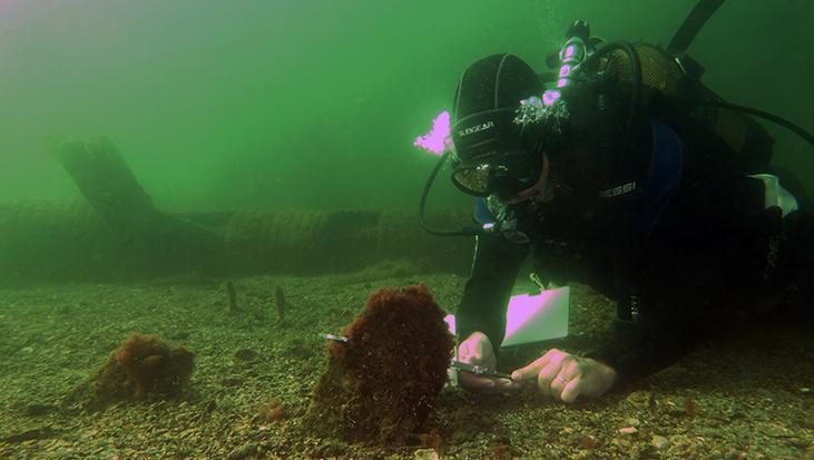 Marmara’nın gizli kahramanları Bu canlılar müsilaja karşı nefes oluyorlar