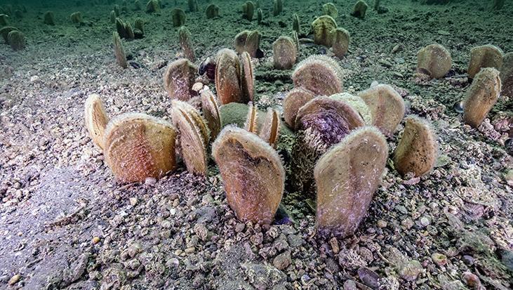 Marmara’nın gizli kahramanları Bu canlılar müsilaja karşı nefes oluyorlar