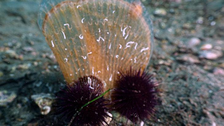 Marmara’nın gizli kahramanları Bu canlılar müsilaja karşı nefes oluyorlar