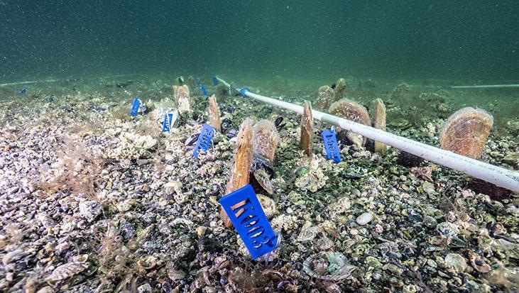 Marmara’nın gizli kahramanları Bu canlılar müsilaja karşı nefes oluyorlar