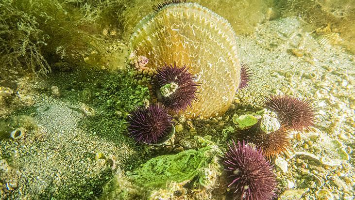 Marmara’nın gizli kahramanları Bu canlılar müsilaja karşı nefes oluyorlar