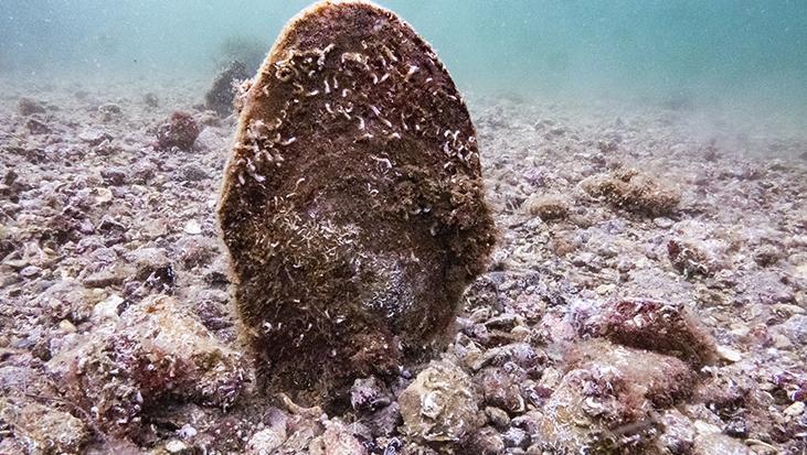 Marmara’nın gizli kahramanları Bu canlılar müsilaja karşı nefes oluyorlar