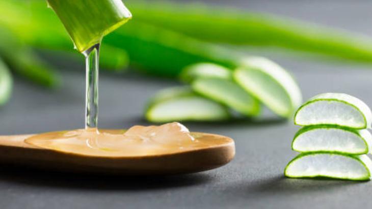 Aloe veranın tozunu sürün Suya katıp macun yapın: Zeytinyağıyla taçlandırın Aloe veranın tozunu sürün Suya katıp macun yapın: Zeytinyağıyla taçlandırın
