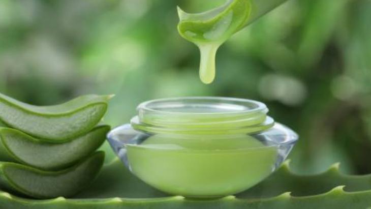 Aloe veranın tozunu sürün Suya katıp macun yapın: Zeytinyağıyla taçlandırın Aloe veranın tozunu sürün Suya katıp macun yapın: Zeytinyağıyla taçlandırın