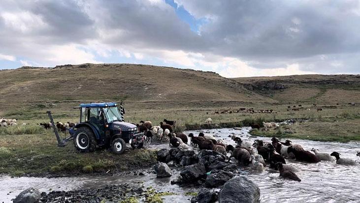 400 koyun dereye girdi: Kars’ta sıcaktan bunalan hayvanları böyle serinlettiler