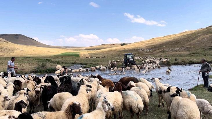 400 koyun dereye girdi: Kars’ta sıcaktan bunalan hayvanları böyle serinlettiler