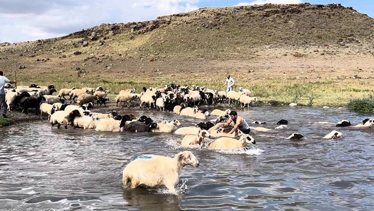 400 koyun dereye girdi: Kars’ta sıcaktan bunalan hayvanları böyle serinlettiler