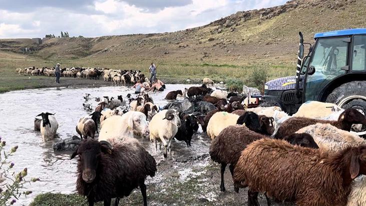 400 koyun dereye girdi: Kars’ta sıcaktan bunalan hayvanları böyle serinlettiler