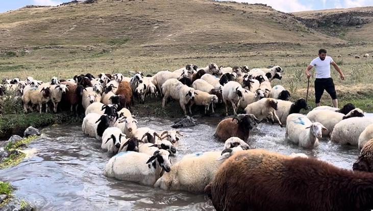 400 koyun dereye girdi: Kars’ta sıcaktan bunalan hayvanları böyle serinlettiler
