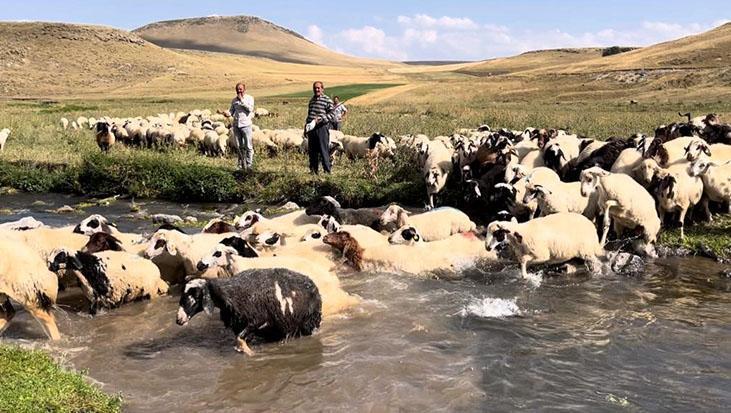400 koyun dereye girdi: Kars’ta sıcaktan bunalan hayvanları böyle serinlettiler