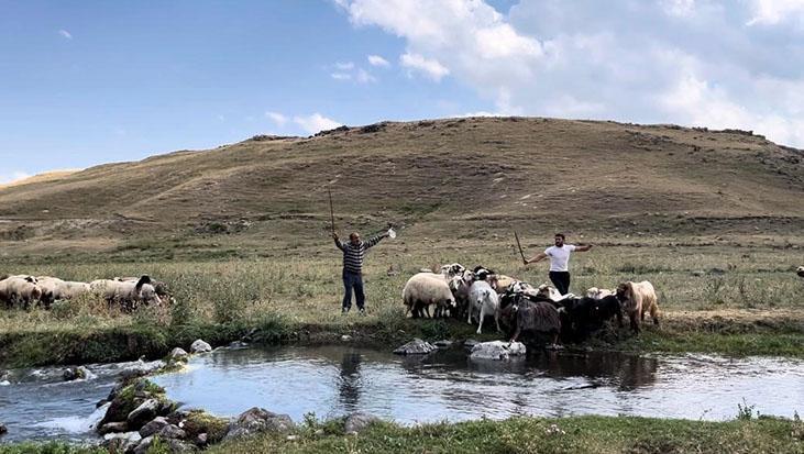 400 koyun dereye girdi: Kars’ta sıcaktan bunalan hayvanları böyle serinlettiler