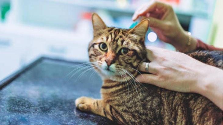 Pirelerin kökünü kazıyan hızlı yöntem Keskin kokusu sayesinde bir tanesi bile kalmayacak