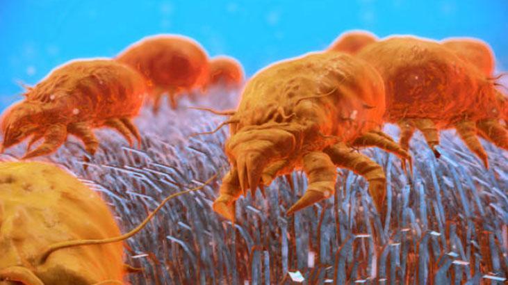 Pirelerin kökünü kazıyan hızlı yöntem Keskin kokusu sayesinde bir tanesi bile kalmayacak