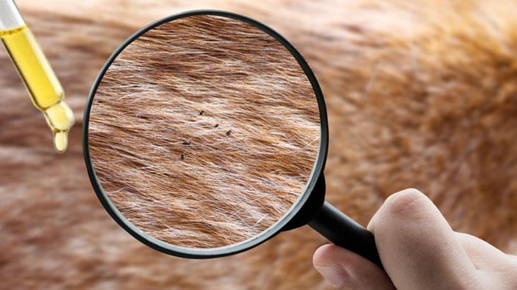 Pirelerin kökünü kazıyan hızlı yöntem Keskin kokusu sayesinde bir tanesi bile kalmayacak