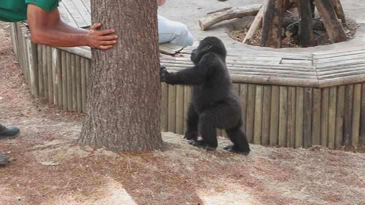 ‘ZEYTİN İLK BULUNDUĞUNDA BİTKİN VE KORKU DOLUYDU’ ‘ZEYTİN İLK BULUNDUĞUNDA BİTKİN VE KORKU DOLUYDU’