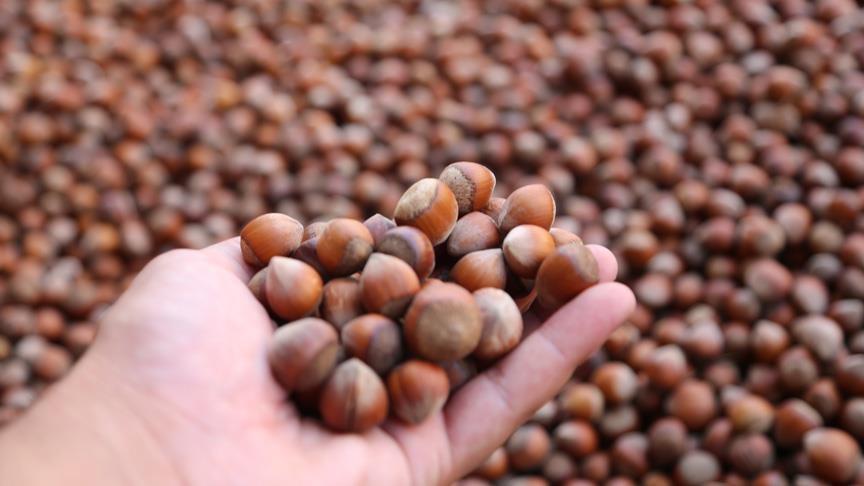 Ordu’da üreticilerin fındık kurutma mesaisi başladı