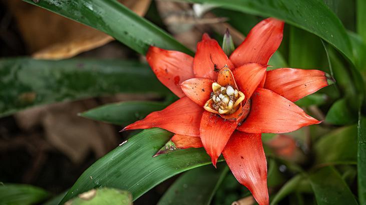Bromeliad Bromeliad