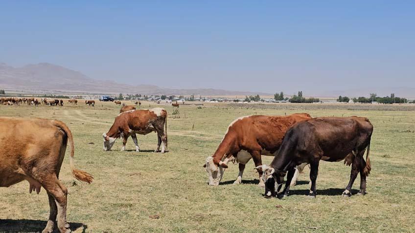 Frightening scene in Bitlis: