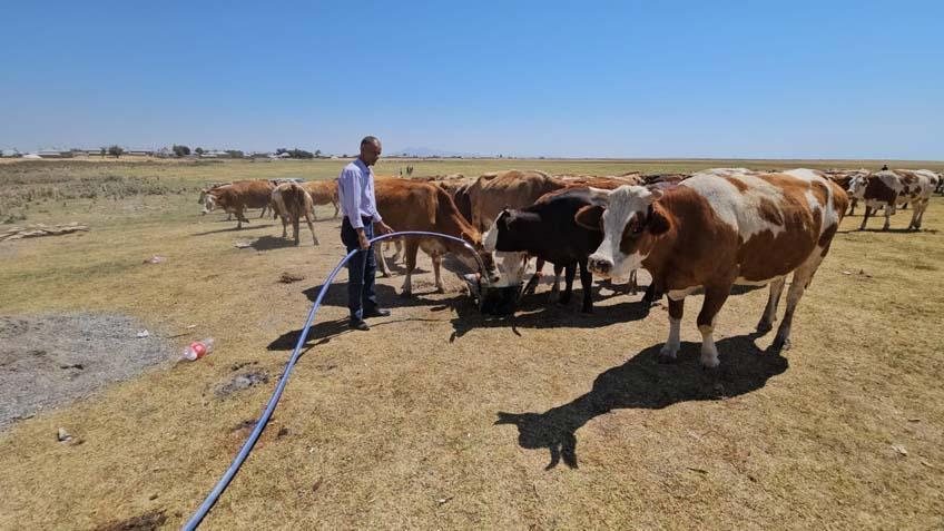 ANIMALS CANNOT EVEN FIND THE LAKE TO DRINK WATER