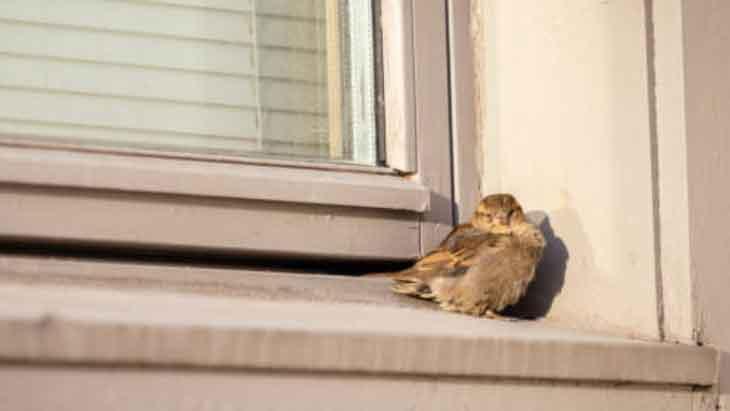 BÖCEKLERE KARŞI DA ETKİLİ