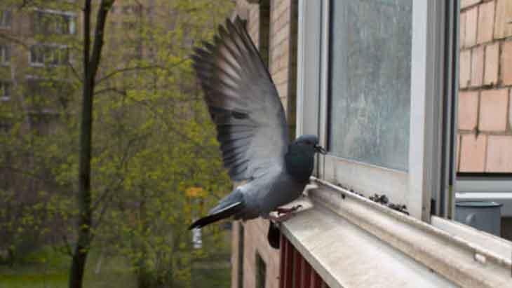 Pencerenin önüne top yapıp koyun Ne böcek ne kuş, camlar tertemiz kalacak
