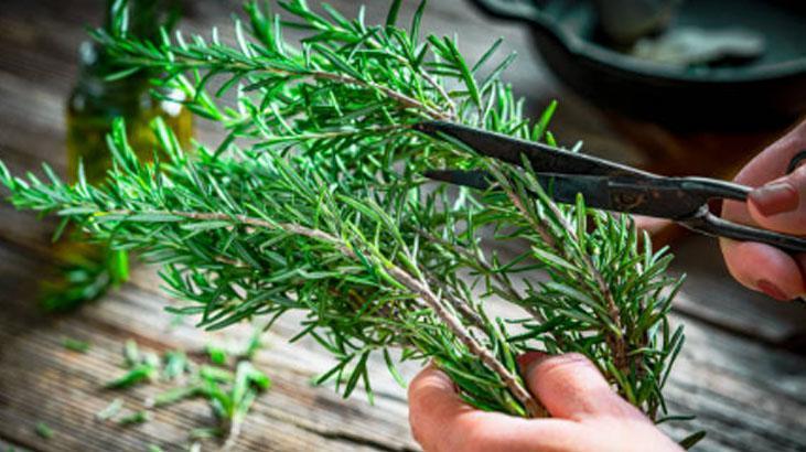 Yeşillikleri şipşak temizleten babaanne sırrı Yaprakları kendiliğinden ayrılacak