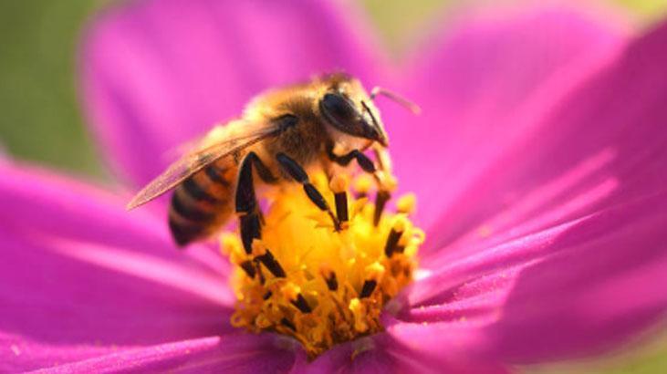 Arılar polen toplayacakları çiçekleri nasıl seçer