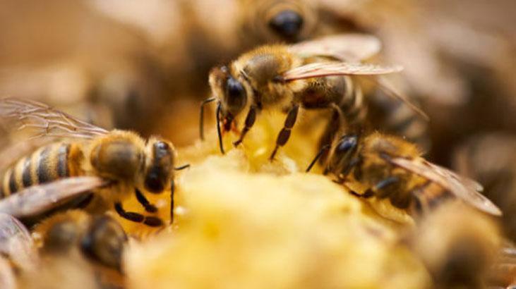 Arılar polen toplayacakları çiçekleri nasıl seçer