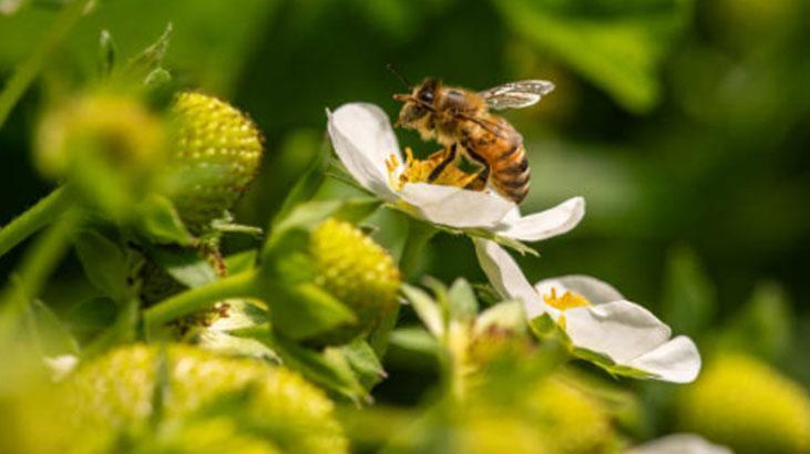 Arılar polen toplayacakları çiçekleri nasıl seçer