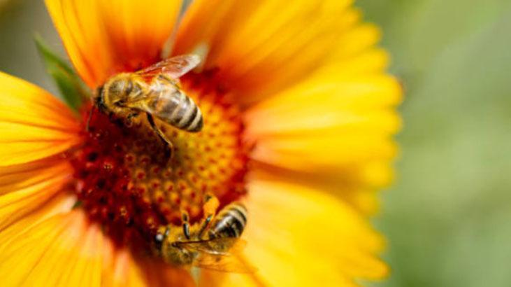 Arılar polen toplayacakları çiçekleri nasıl seçer