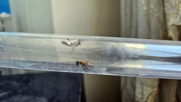 15. katta evine kurduğu düzenek şaşkına çevirdi: Görenler hayalim diyor