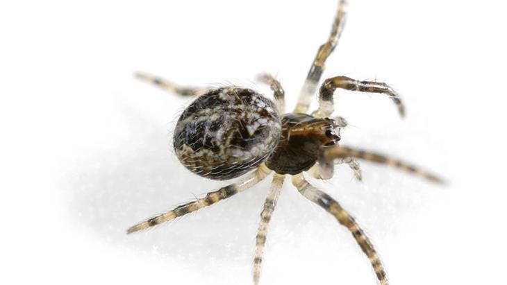 Portakal kabuğundan örümcekleri uzaklaştıran formül Eylül ayında evlere doluşuyorlar Portakal kabuğundan örümcekleri uzaklaştıran formül Eylül ayında evlere doluşuyorlar