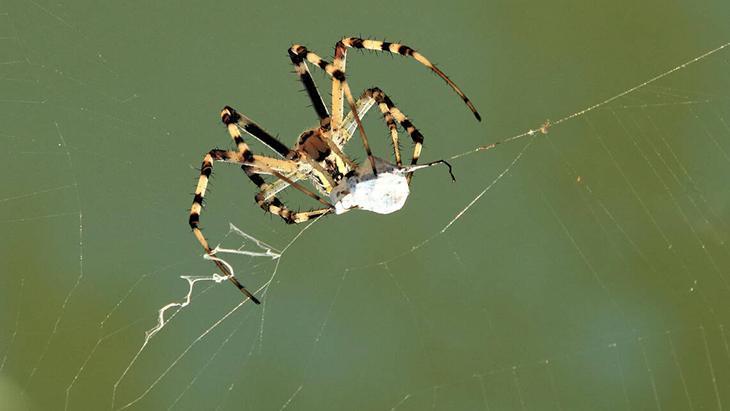 Portakal kabuğundan örümcekleri uzaklaştıran formül Eylül ayında evlere doluşuyorlar Portakal kabuğundan örümcekleri uzaklaştıran formül Eylül ayında evlere doluşuyorlar