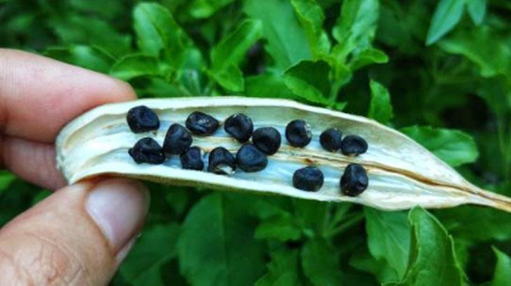 Geceden suya koyun, sabah aç karna için Enfeksiyona ilaç gibi en etkili müdahale Geceden suya koyun, sabah aç karna için Enfeksiyona ilaç gibi en etkili müdahale