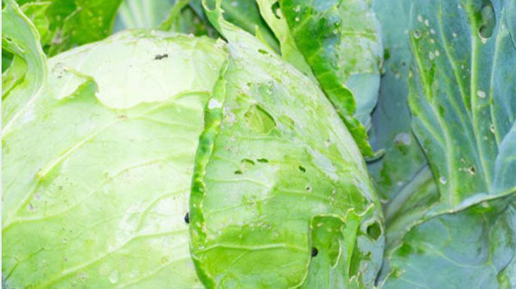 Cildi gençleştiren lahana sürprizi Maskesini hazırlayın, botokslu gibi geriyor