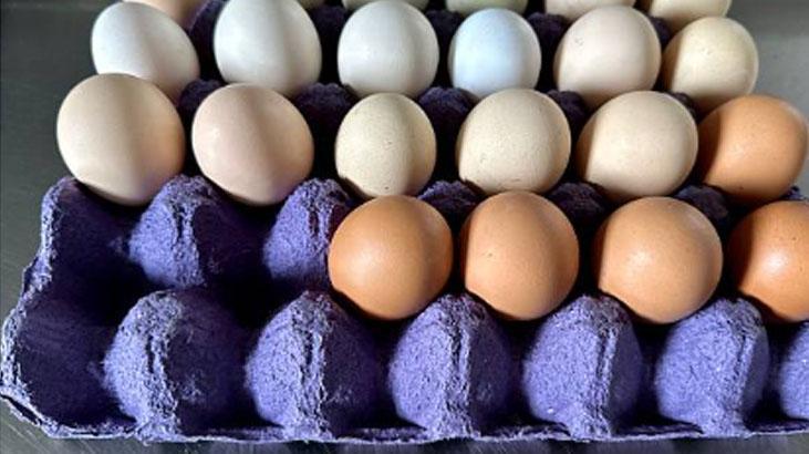 Sadece yumurtaya değil, tüm eve faydalı O kartonu atmadan önce bir kez daha düşünün