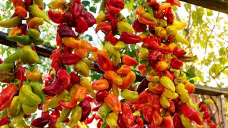 Küflenme derdine son Canan Karatay kurutulmuş biberi önerdi: En sağlıklısı