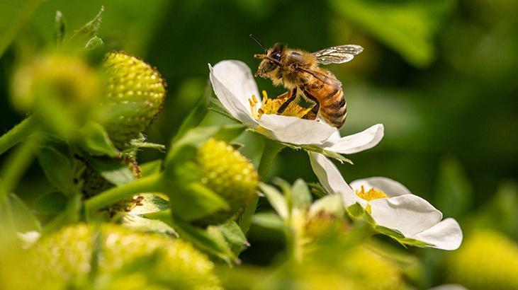Arılar olmasa dünya ne olurdu Arılar neden bu kadar önemli