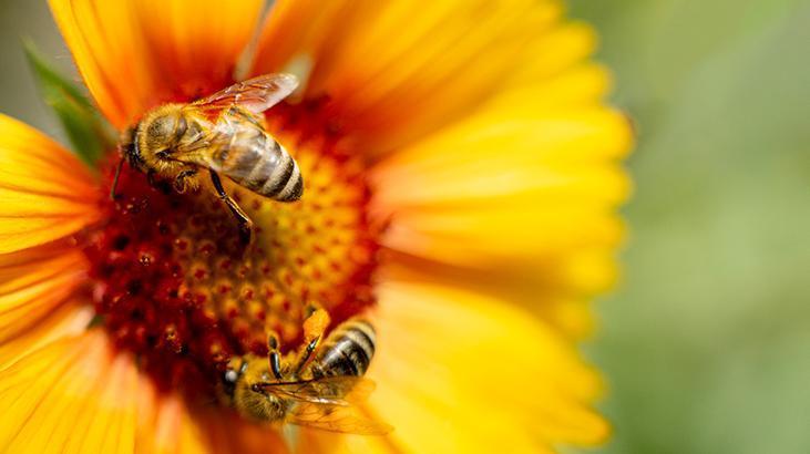 Doğanın dengesini koruyorlar